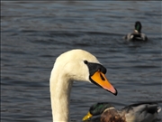 DSCF1427
