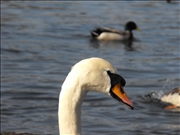DSCF1428