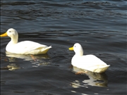 DSCF1430