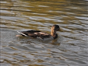 DSCF1432