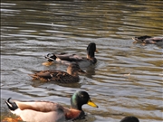 DSCF1433