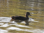 DSCF1436