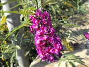DSCF1450