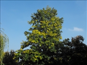 DSCF1455