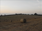 DSCF1467